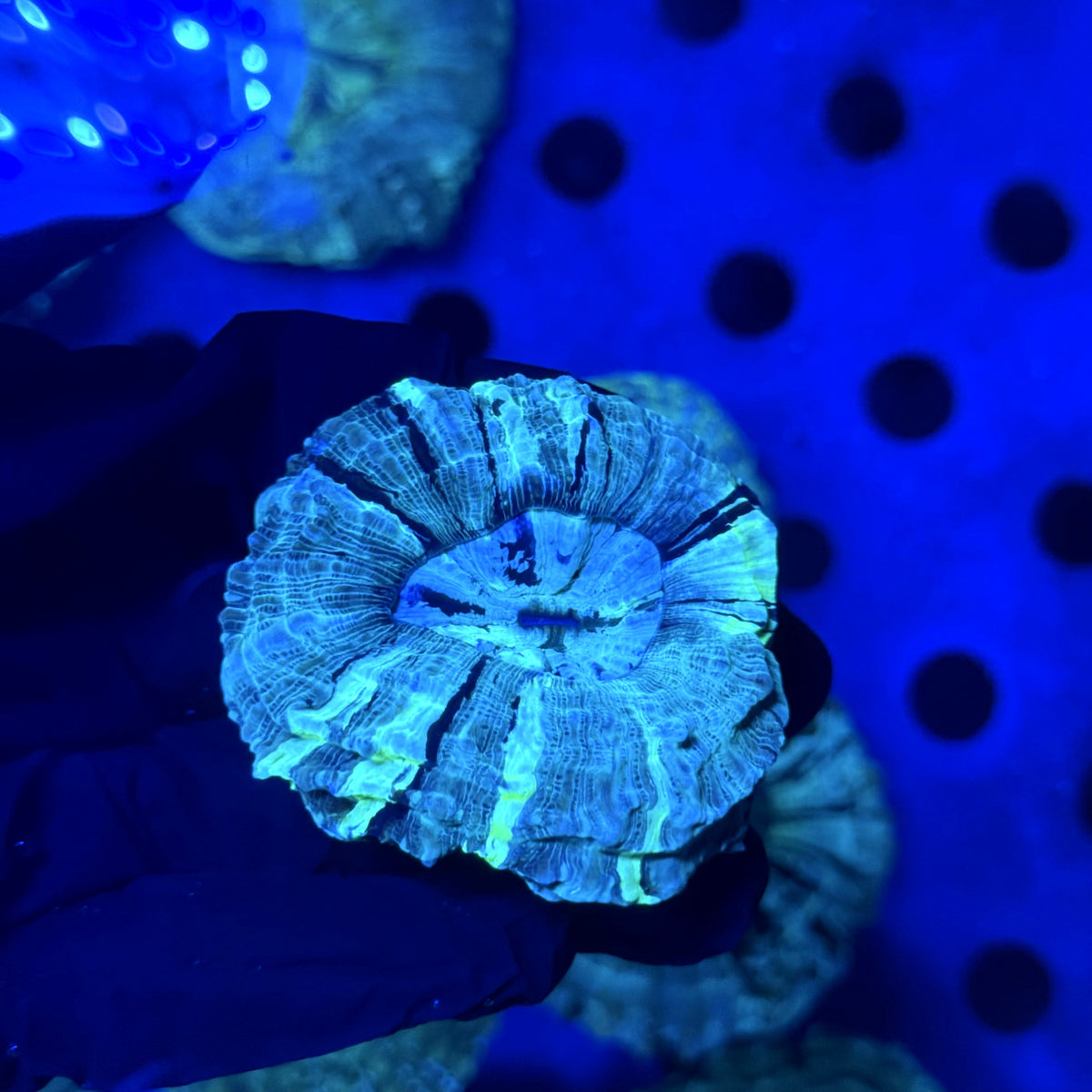 Tiger Acantho C2