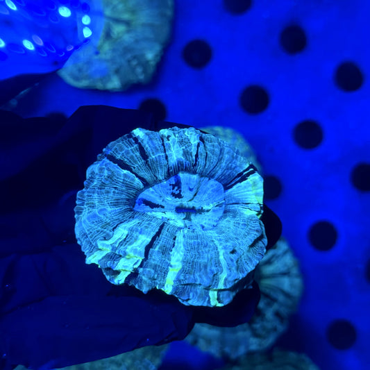 Tiger Acantho C2