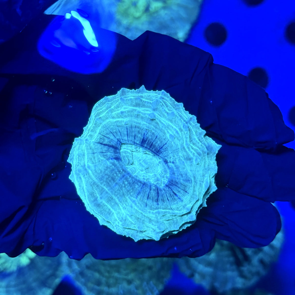 Mystic Orb Acantho C4