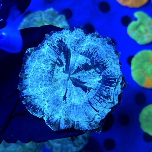Starry Night Acantho D2