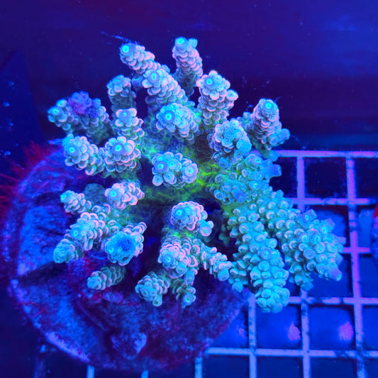 (WYSIWYG) Acro Colony A1