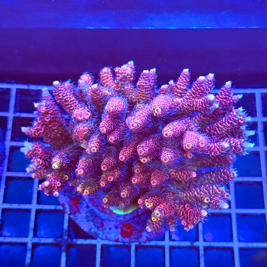 (WYSIWYG) Acro Colony A10