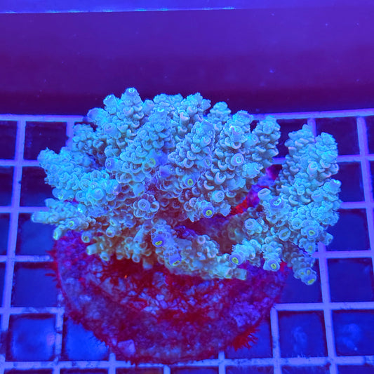 (WYSIWYG) Acro Colony A11