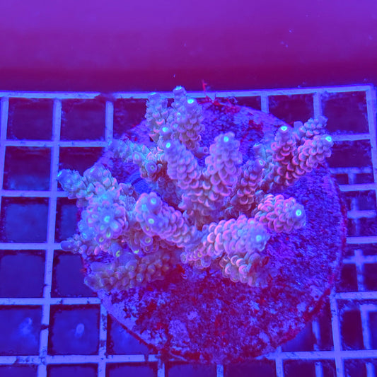 (WYSIWYG) Acro Colony A12 Nebula