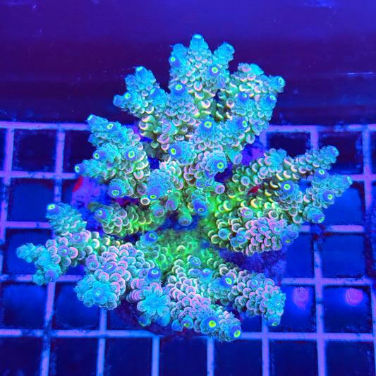 (WYSIWYG) Acro Colony A2 Rainbow Supernova Showpiece