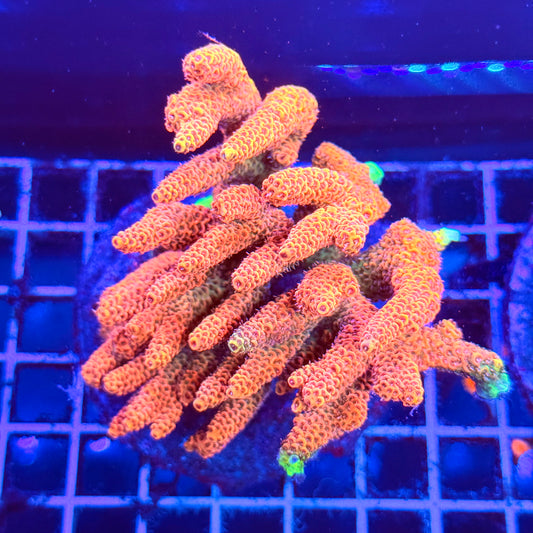 (WYSIWYG) Acro Colony A3