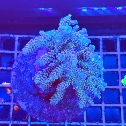 (WYSIWYG) Acro Colony A4