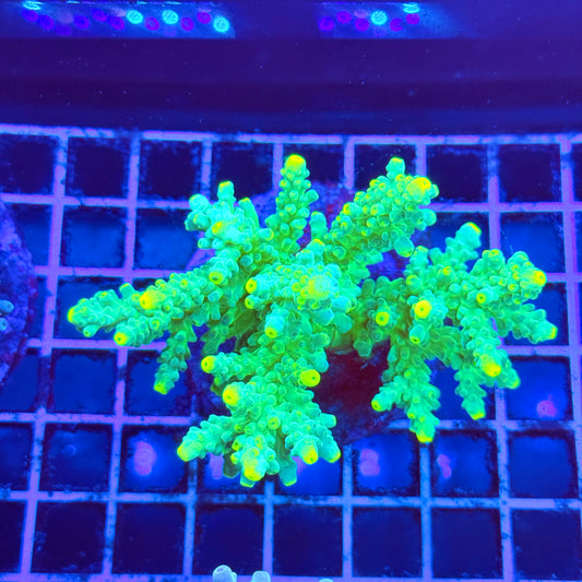 (WYSIWYG) Acro Colony A5