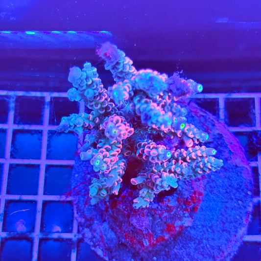 (WYSIWYG) Acro Colony A6 Nebula