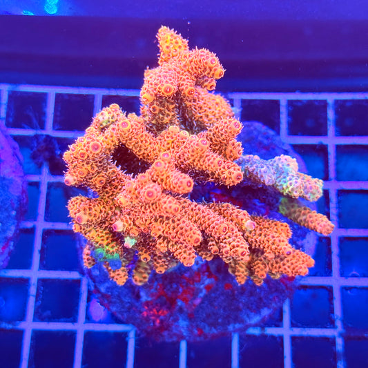 (WYSIWYG) Acro Colony A7