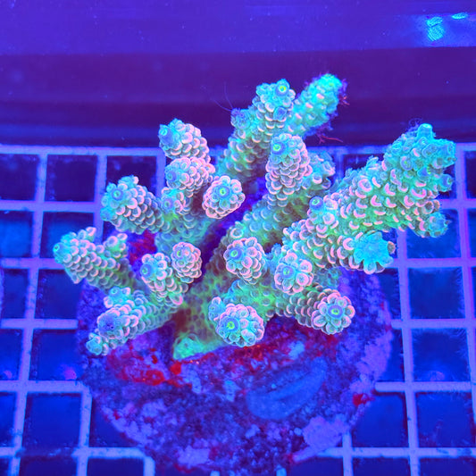 (WYSIWYG) Acro Colony A8 Rainbow Supernova