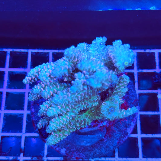 (WYSIWYG) Acro Colony A9