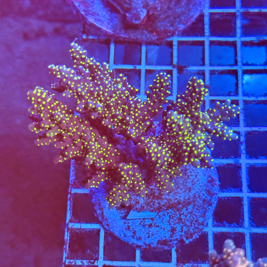 (WYSIWYG) Acro Colony B1