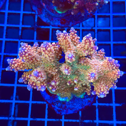 (WYSIWYG) Acro Colony B10