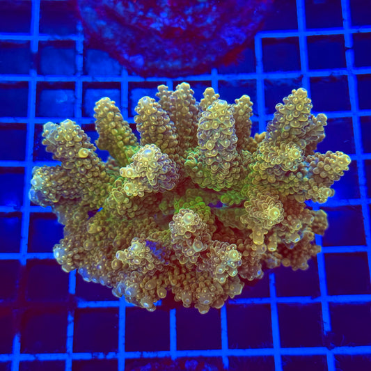 (WYSIWYG) Acro Colony B11