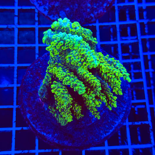 (WYSIWYG) Acro Colony B12
