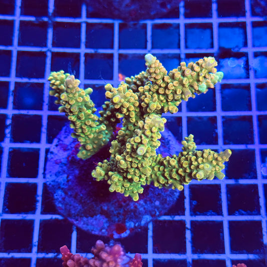 (WYSIWYG) Acro Colony B2
