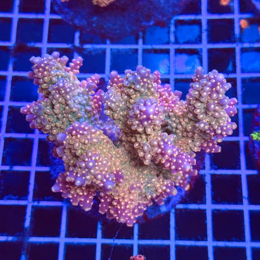 (WYSIWYG) Acro Colony B3