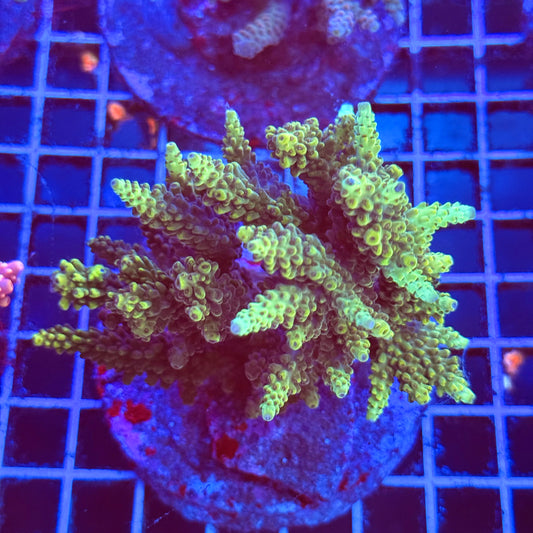 (WYSIWYG) Acro Colony B4