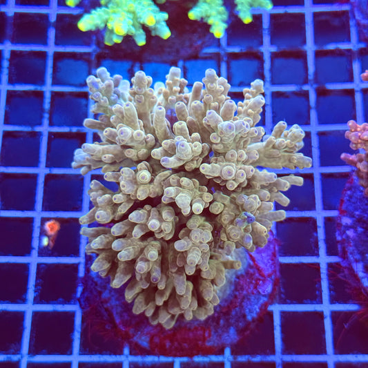 (WYSIWYG) Acro Colony B5
