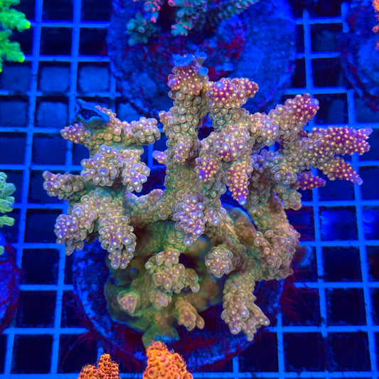 (WYSIWYG) Acro Colony B6