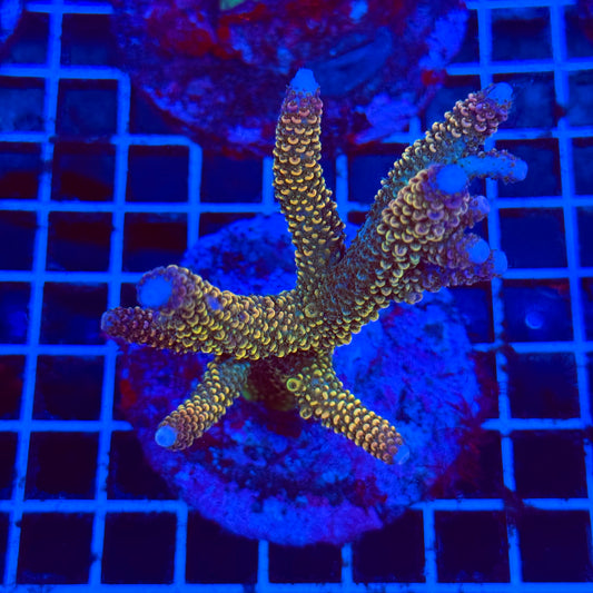 (WYSIWYG) Acro Colony B8
