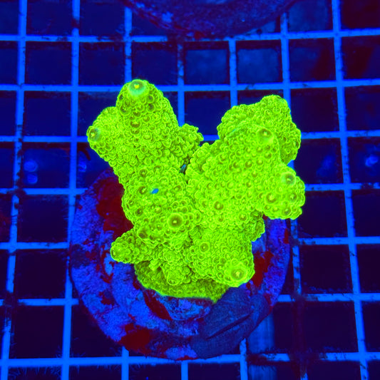 (WYSIWYG) Acro Colony B9