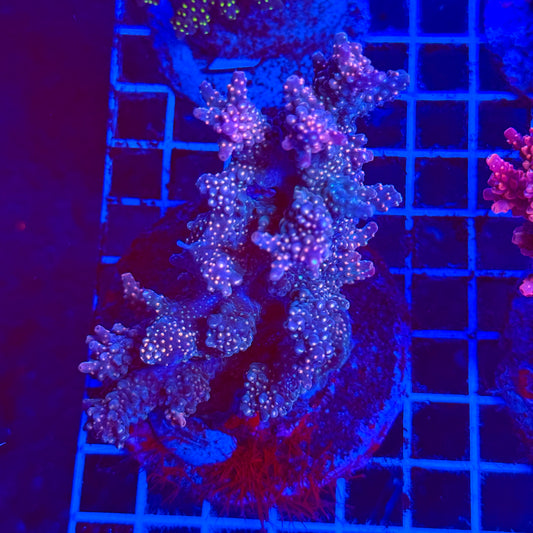 (WYSIWYG) Acro Colony C1