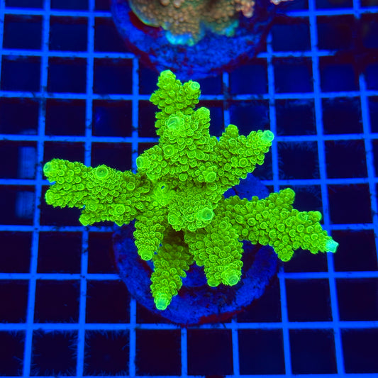 (WYSIWYG) Acro Colony C10