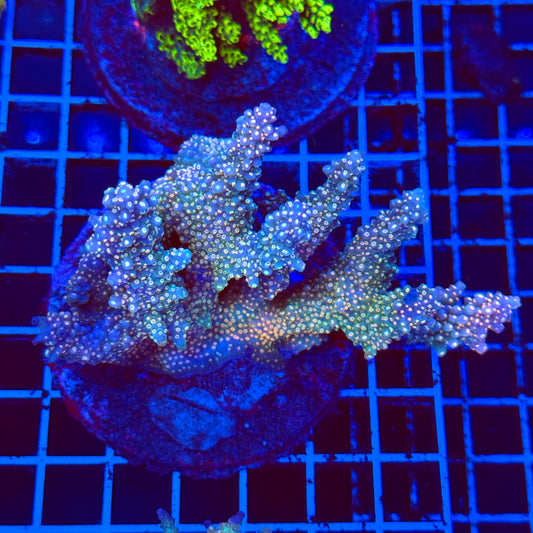 (WYSIWYG) Acro Colony C12