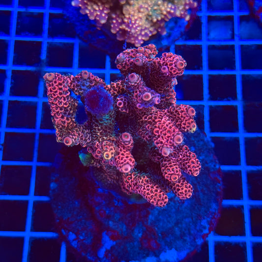 (WYSIWYG) Acro Colony C3