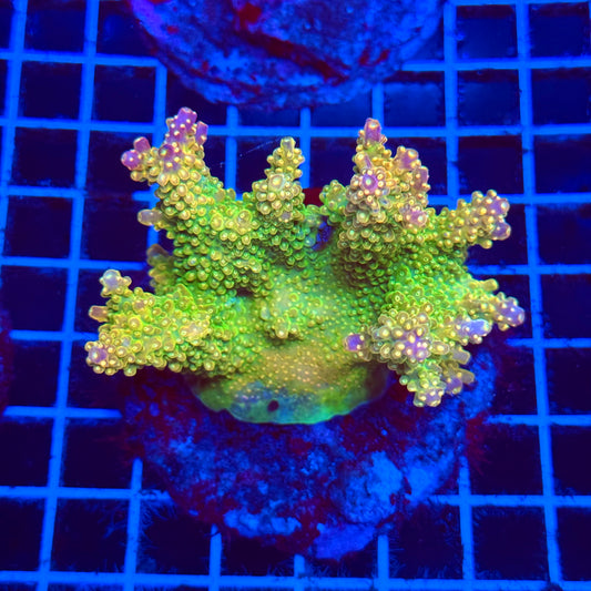 (WYSIWYG) Acro Colony C4