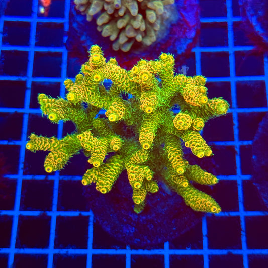 (WYSIWYG) Acro Colony C5