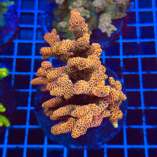 (WYSIWYG) Acro Colony C6