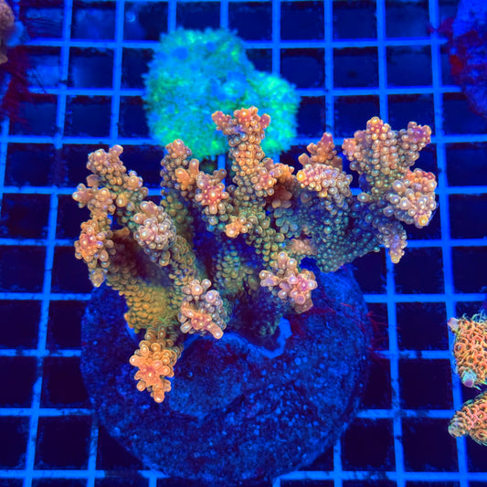 (WYSIWYG) Acro Colony C7