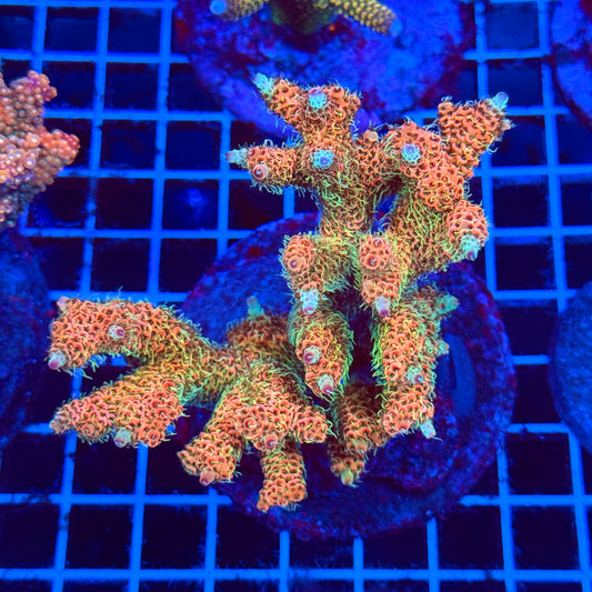 (WYSIWYG) Acro Colony C8