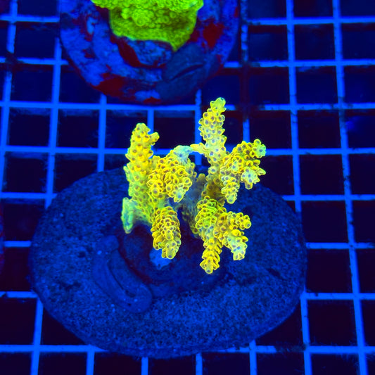 (WYSIWYG) Acro Colony C9