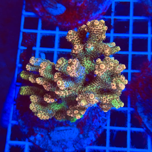 (WYSIWYG) Acro Colony D1