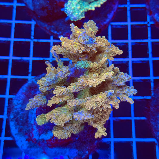 (WYSIWYG) Acro Colony D11