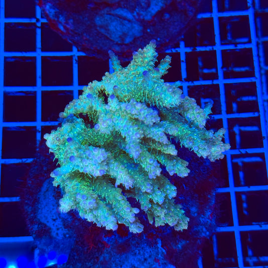 (WYSIWYG) Acro Colony D12
