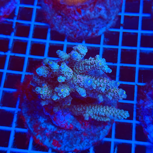 (WYSIWYG) Acro Colony D2