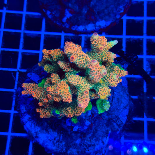 (WYSIWYG) Acro Colony D3
