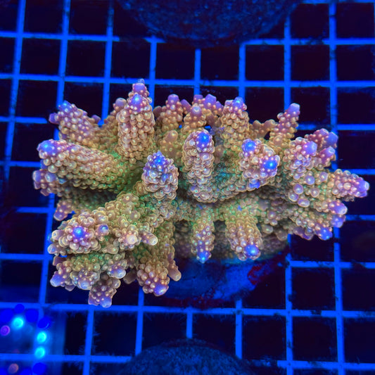 (WYSIWYG) Acro Colony D7