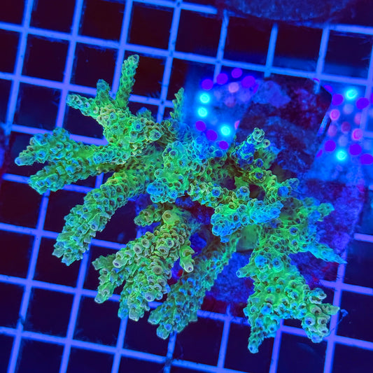 (WYSIWYG) Acro Colony E10