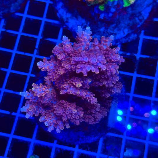 (WYSIWYG) Acro Colony E3