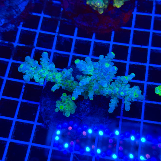(WYSIWYG) Acro Colony E4