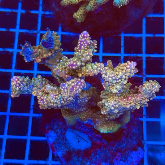 (WYSIWYG) Acro Colony E8