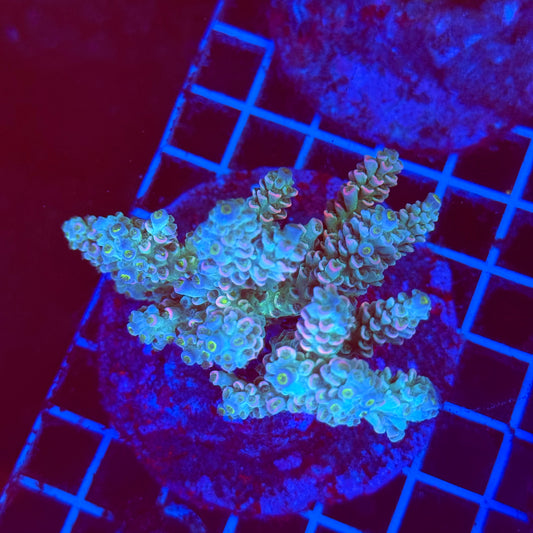 (WYSIWYG) Acro Colony F1