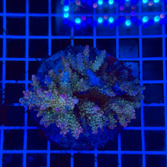 (WYSIWYG) Acro Colony F10