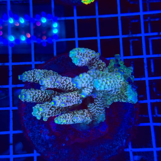(WYSIWYG) Acro Colony F12